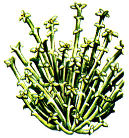   Anabasis brevifolia