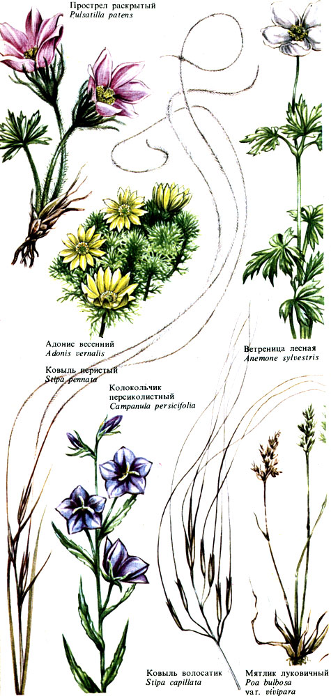   Anemone sylvestris,   Adonis vernalis,   Stipa pennata,   Campanula persicifolia,    Pulsatilla patens,   Stipa capillata,   Poa bulbosa var. vivipara