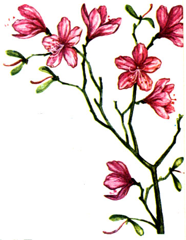   Rhododendron dahurieum
