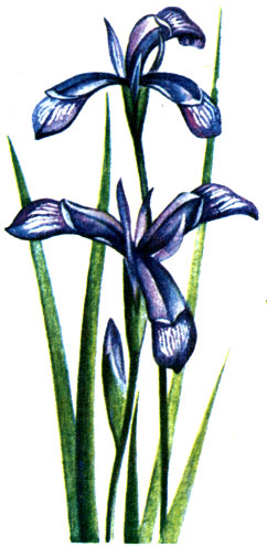   Iris ruthenica