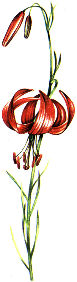   Lilium tenuifolium