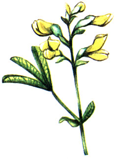   Thermopsis lanceolata