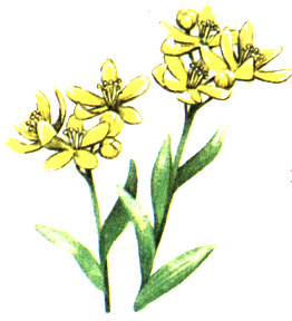   Haplophyllum dahuricum