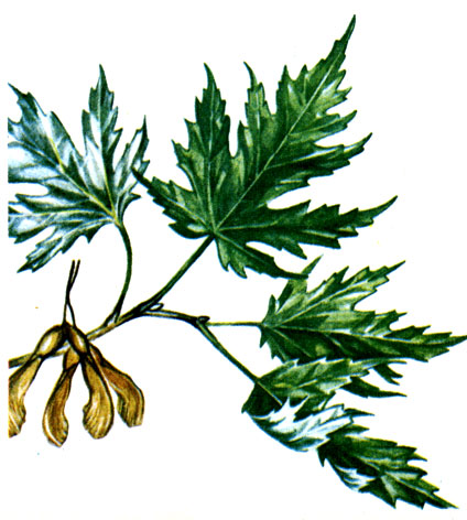   Acer saccharinum