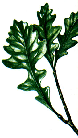  Quercus macrocarpa