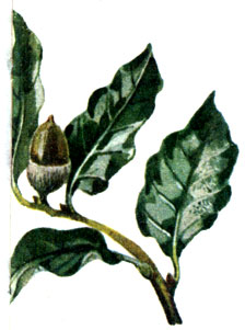   Quercus ilex