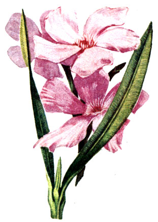 Nerium oleander