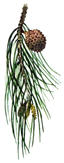   Pinus halepensis