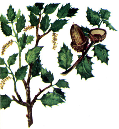   Quercus coccifera