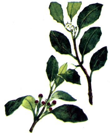  Rhamnus alaternus