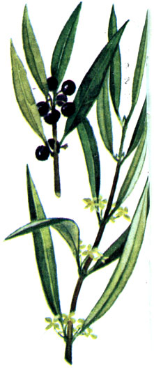   Phillyrea angustifolia