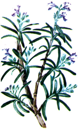  Rosmarinus officinalis