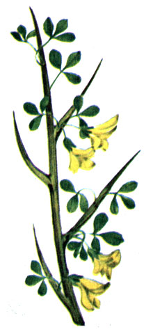   Calycotome spinosa