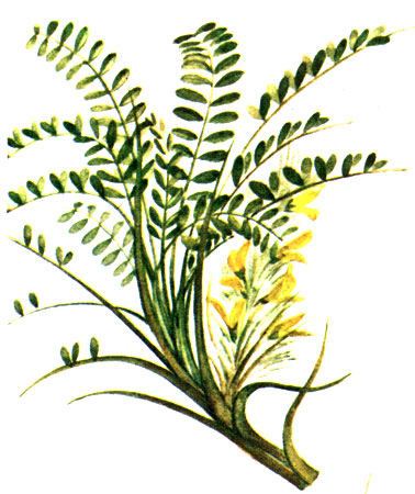  Astragalus tragacantha