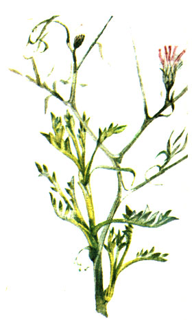   Centaurea spinosa