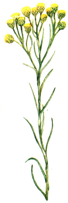   Helichrysum stoechas