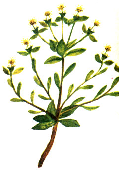   Euphorbia spinosa