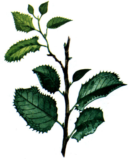   Laurocerasus ilicifolia