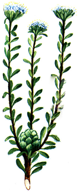 Leucospermum bolusii