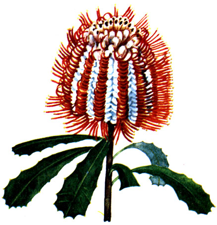 Banksia coccinea