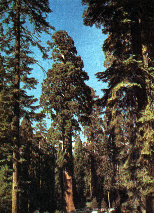   (Sequoiadendron giganteum),   85         - ()