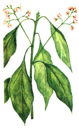   Cinnamomum camphora