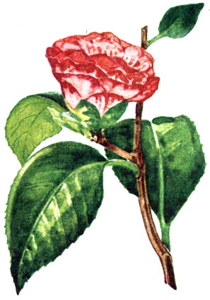   Camellia japonica