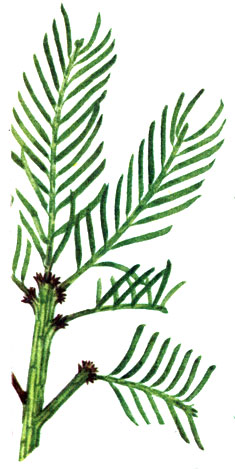   Cephalotaxus drupacea