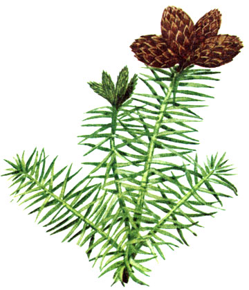   Cunninghamia lanceolata