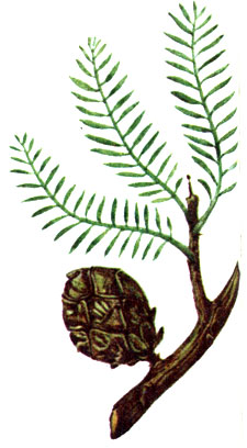   Taxodium distichum