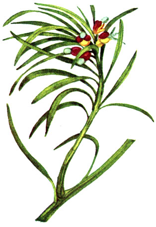  Podocarpus falcatus