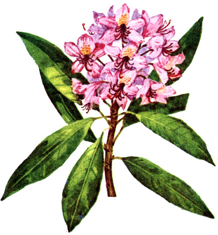   Rhododendron ponticum