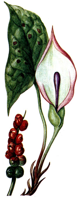   Arum maculaturn