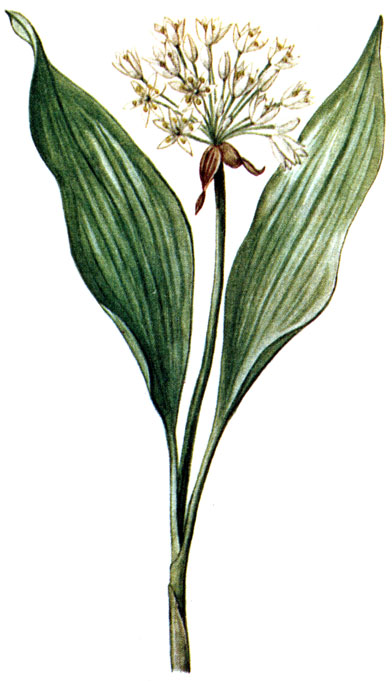   Allium ursinum