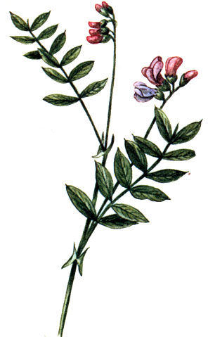   Lathyrus niger