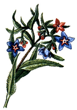   Lithospermum purpureo-coeruleum