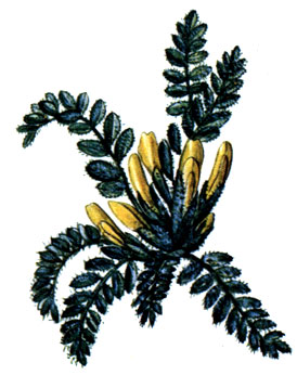   Astragalus exscapus