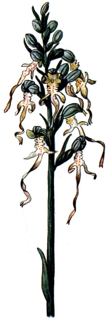   Himanto-glossum hircinurri