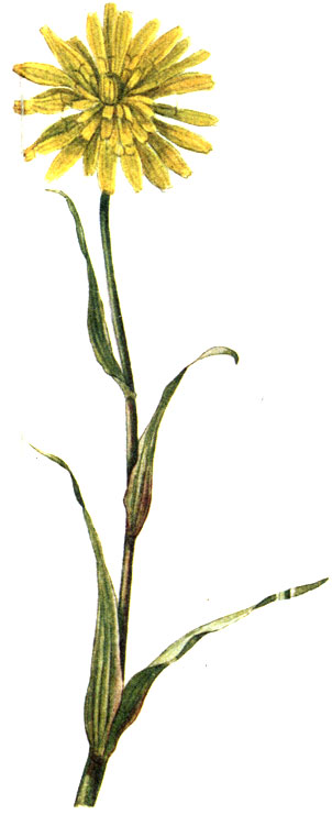   Tragopogon pratensis