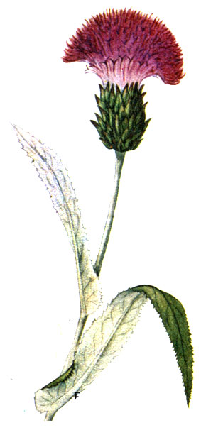   Cirsium helenioides