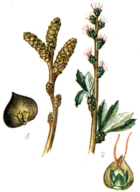   Trichophorum caespitosum