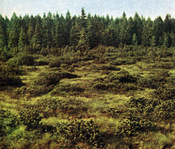        ,      (Pinus mugo, = P. montana),    