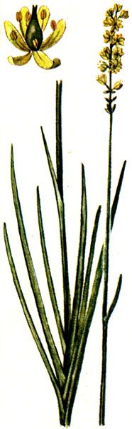   Tofieldia calyculata