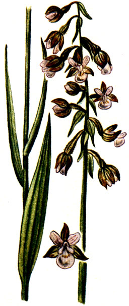   Epipactis palustris
