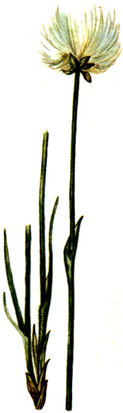   Eriophorum vaginatum