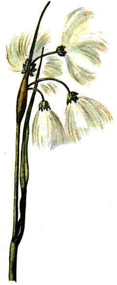   Eriophorum angustifolium