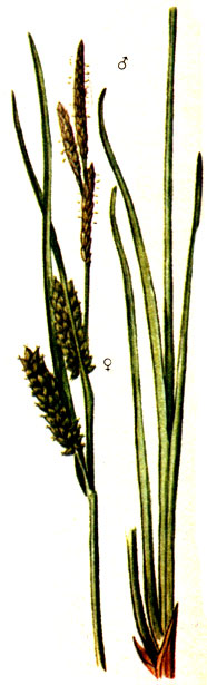   Carex rostrata