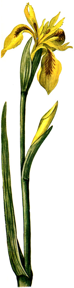   Iris pseudacorus