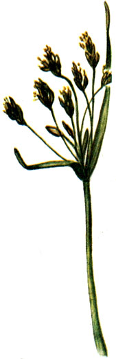  Schoenoplectus lacustris