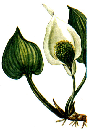   Calla palustris